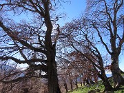 Ai faggi secolari del Menna dal Passo dell’orso ad anello da Zorzone – 27ott25   -  FOTOGALLERY